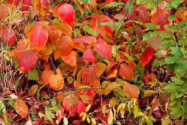 Blätter, Rot, Herbst, Laub, Wald, Natur