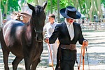 horseback riding, horse, competition