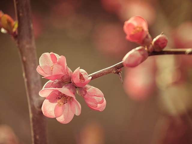 Free Pink Flowers photo and picture
