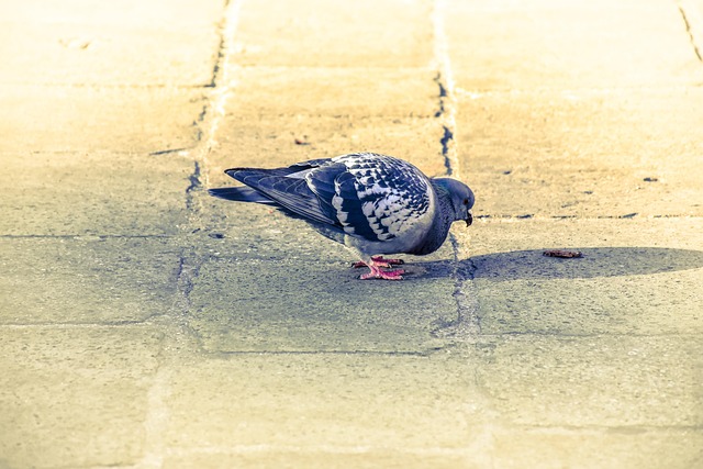 Free Pigeon Bird photo and picture
