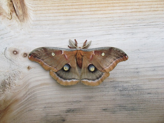 Free Butterfly Night photo and picture