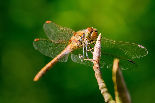 Free Dragonfly Throne photo and picture
