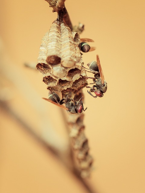 Free Wasp Nest photo and picture