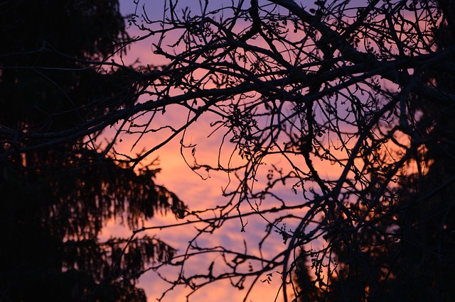 Free Afterglow Forest photo and picture