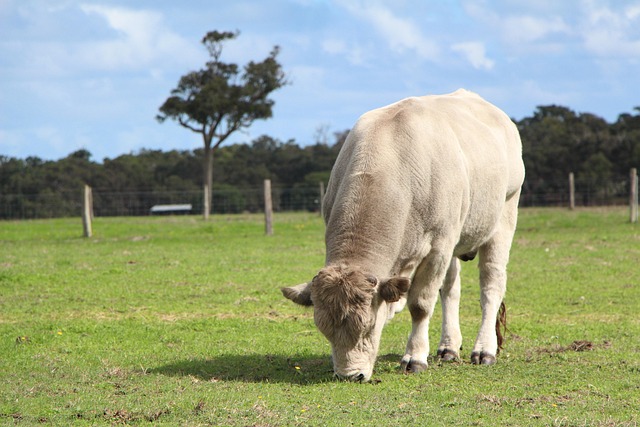 Vaca Verde Paddock - Foto gratis en Pixabay - Pixabay