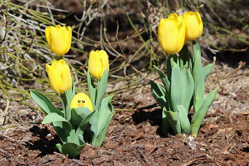 Páscoa, Ovo, Caçar, Amarelo, Tulipa