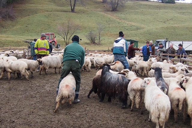 Free Sheep Sheepfold photo and picture
