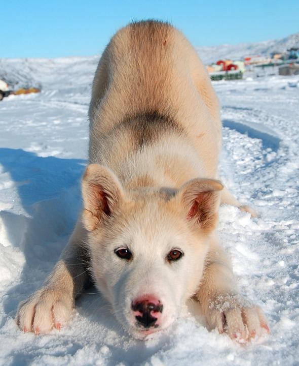 Perro De Groenlandia Foto Gratis En Pixabay