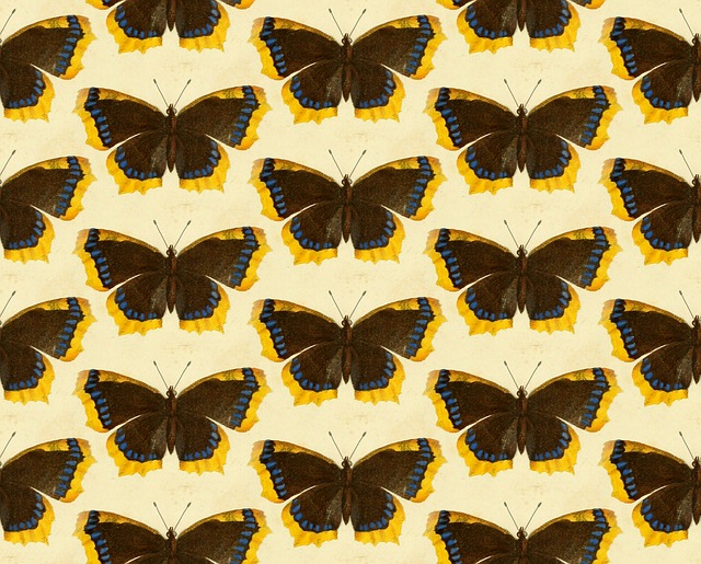 Free butterfly butterflies insects illustration