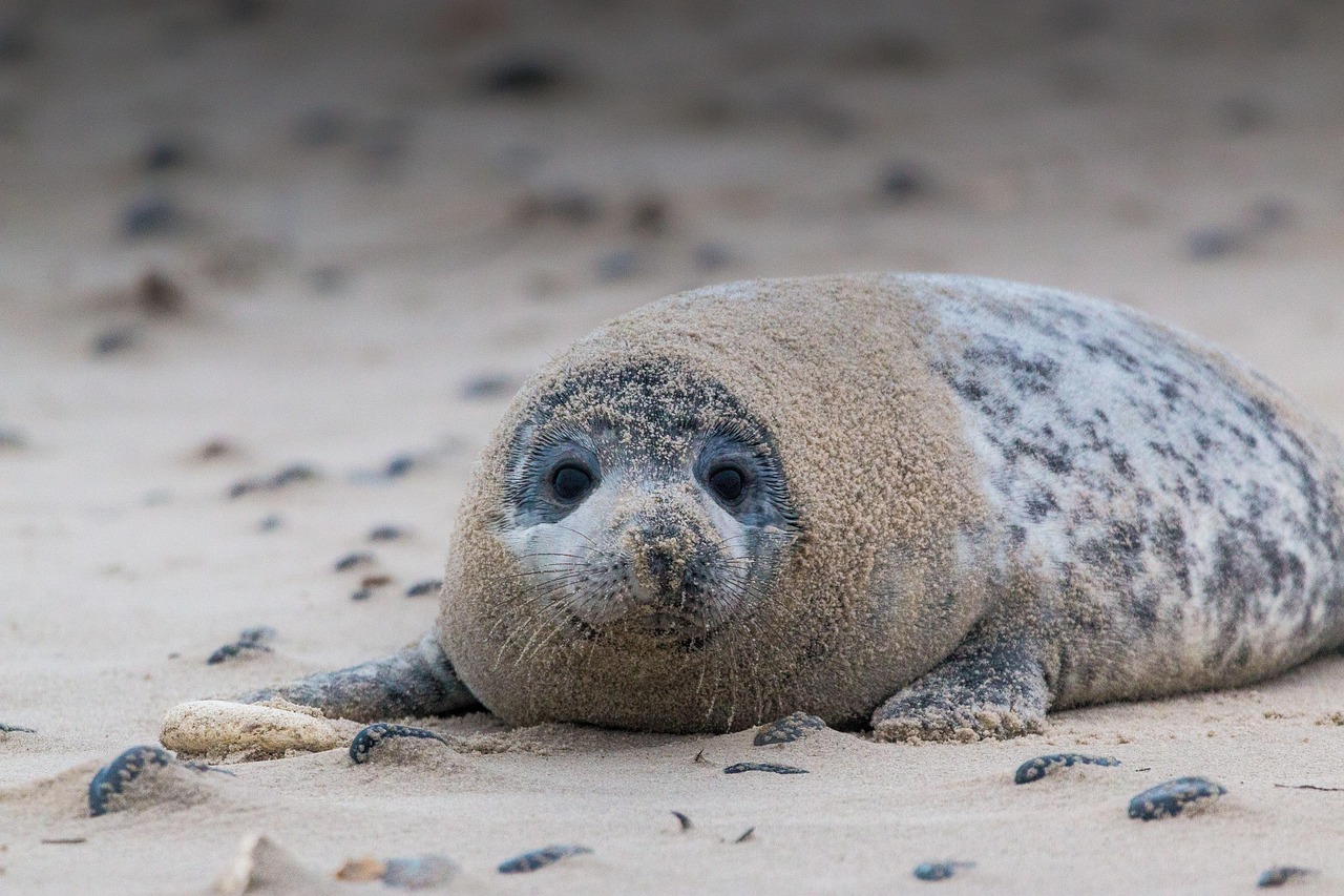 Gray Seal Halichoerus Grypus Free Photo On Pixabay Pixabay Gray Seal Halichoerus Grypus Free Photo On Pixabay Pixabay