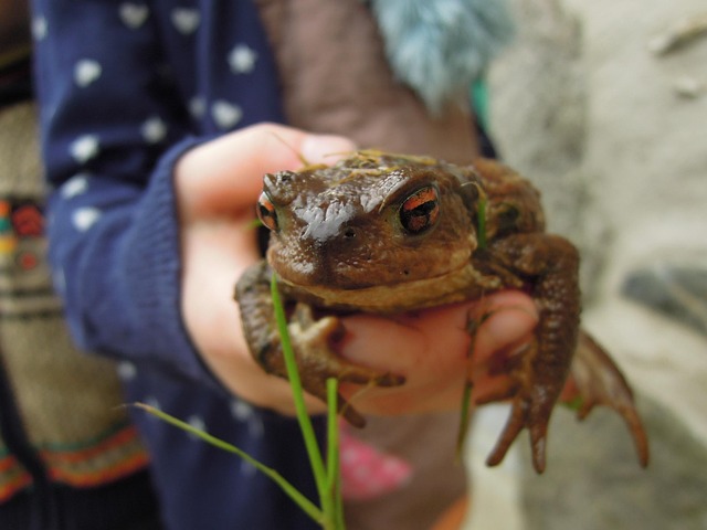 Free Frog Pond photo and picture