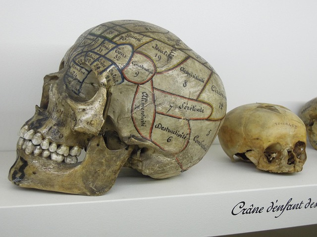 Free Skull Phrenology photo and picture