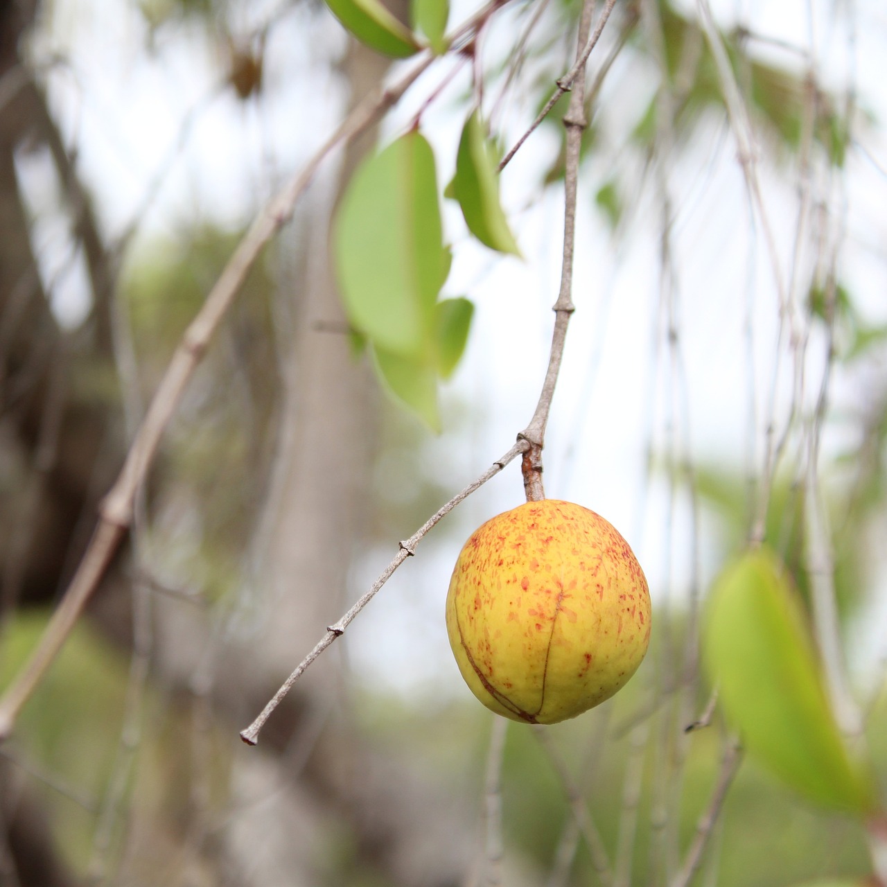 Mangaba Rudoczelna 3+ Free Mangaba & Mangabeira Photos - Pixabay