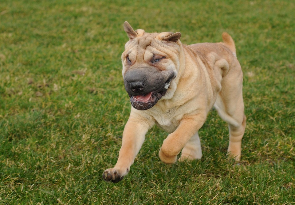 Dog, Sharpei, Run, Language, Animal