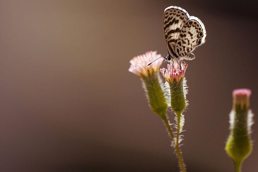 Schmetterling, Natur, Fliegen, Makro