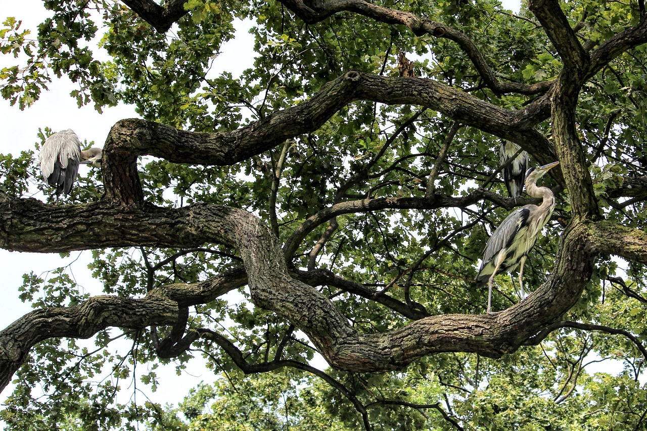 Tree Branches Branched Free photo on Pixabay Pixabay