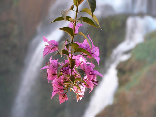 Free Flower Waterfall photo and picture