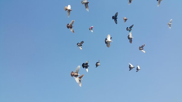 Păsări, Porumbei, Cer, Libertate