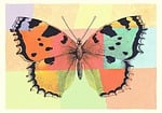 butterfly, insect, animal