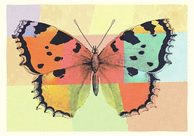 Free butterfly insect animal illustration