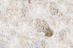 animal, dog, fur