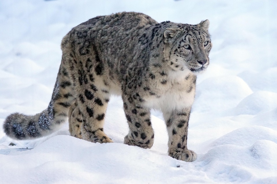 Gratis Foto Snow Leopard Roofdier Kat Gratis Afbeelding Op Pixabay 