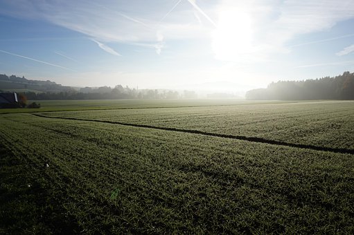 Free Grain Wheat photo and picture