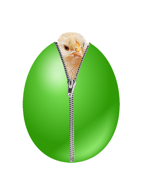 Download free HD stock image of Egg Chick Free egg chick nature illustration