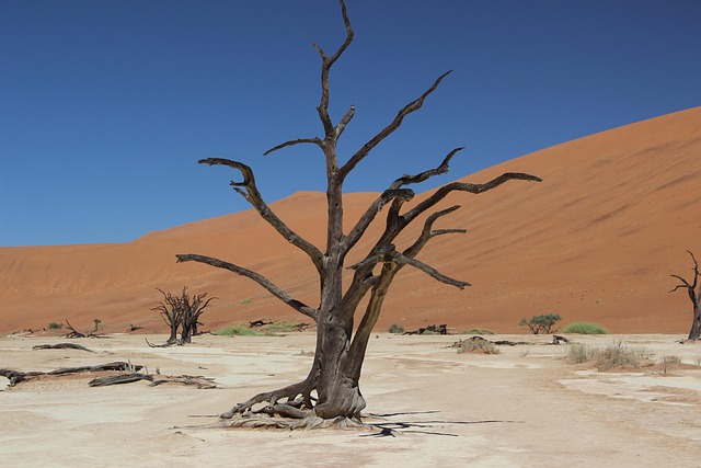 Namíbia, Púšť, Piesok, Afrika, Strom