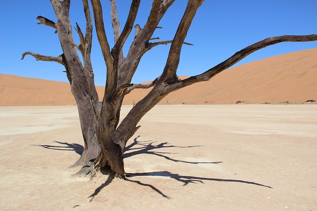Namíbia, Púšť, Piesok, Afrika, Strom
