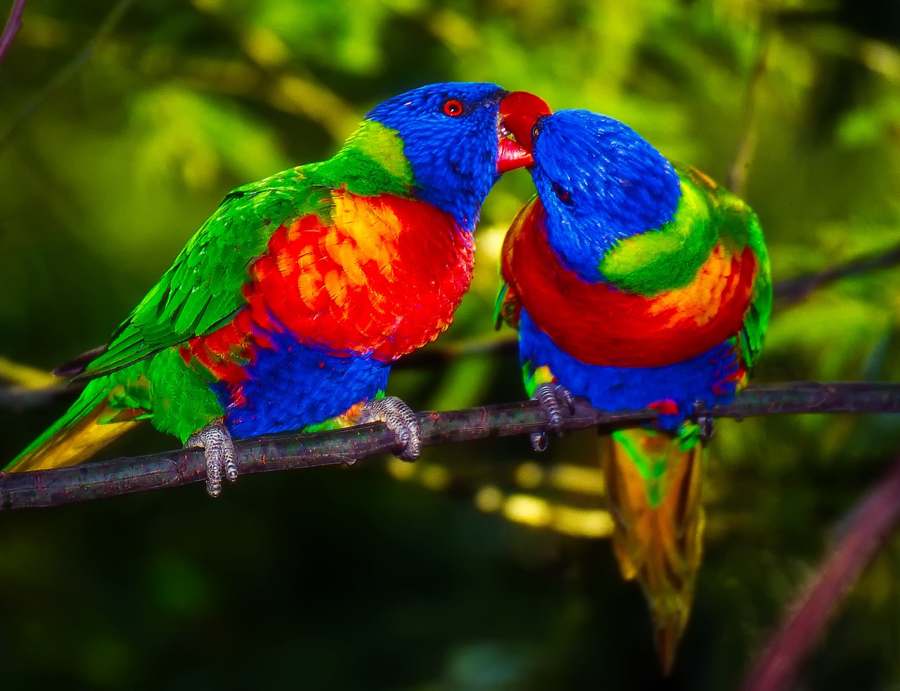 Parrots Pair Bird Free Photo On Pixabay Parrots Pair Bird Free Photo On Pixabay