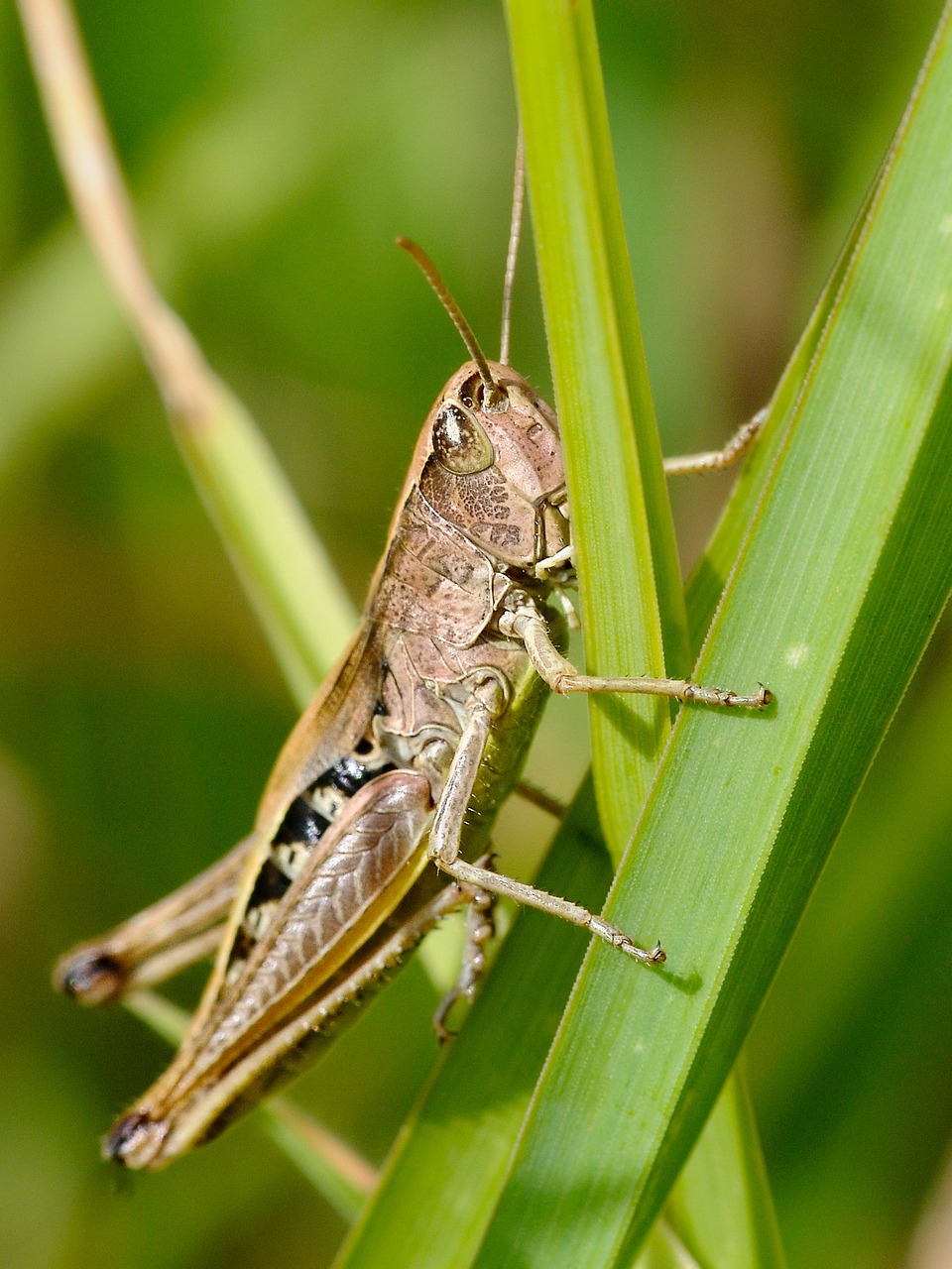 300 Free Locusts Insect Photos Pixabay 300 Free Locusts Insect Photos Pixabay