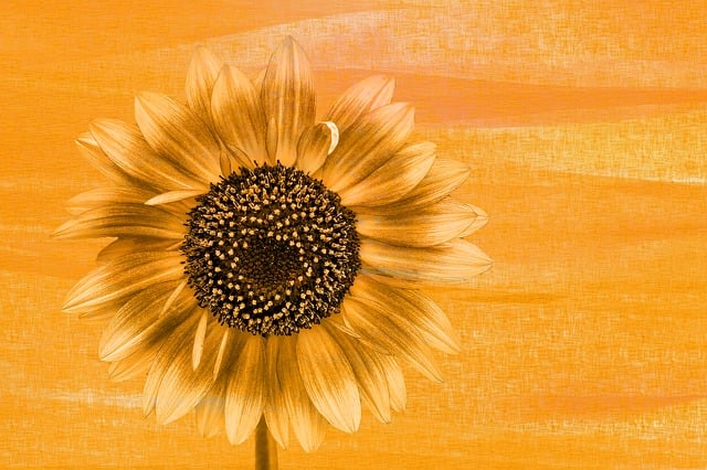 Free sunflower blossom bloom illustration