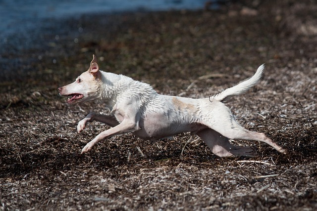 Free Dog Fetch photo and picture