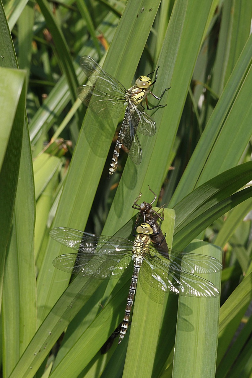 Dragonflies Nature Insect Free photo on Pixabay Pixabay