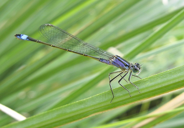 Libel, Blauw, Natuur, Insect, Insecten