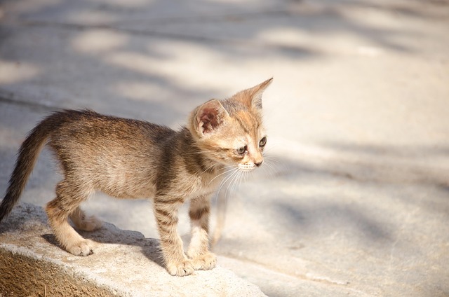 Free Cat Baby photo and picture