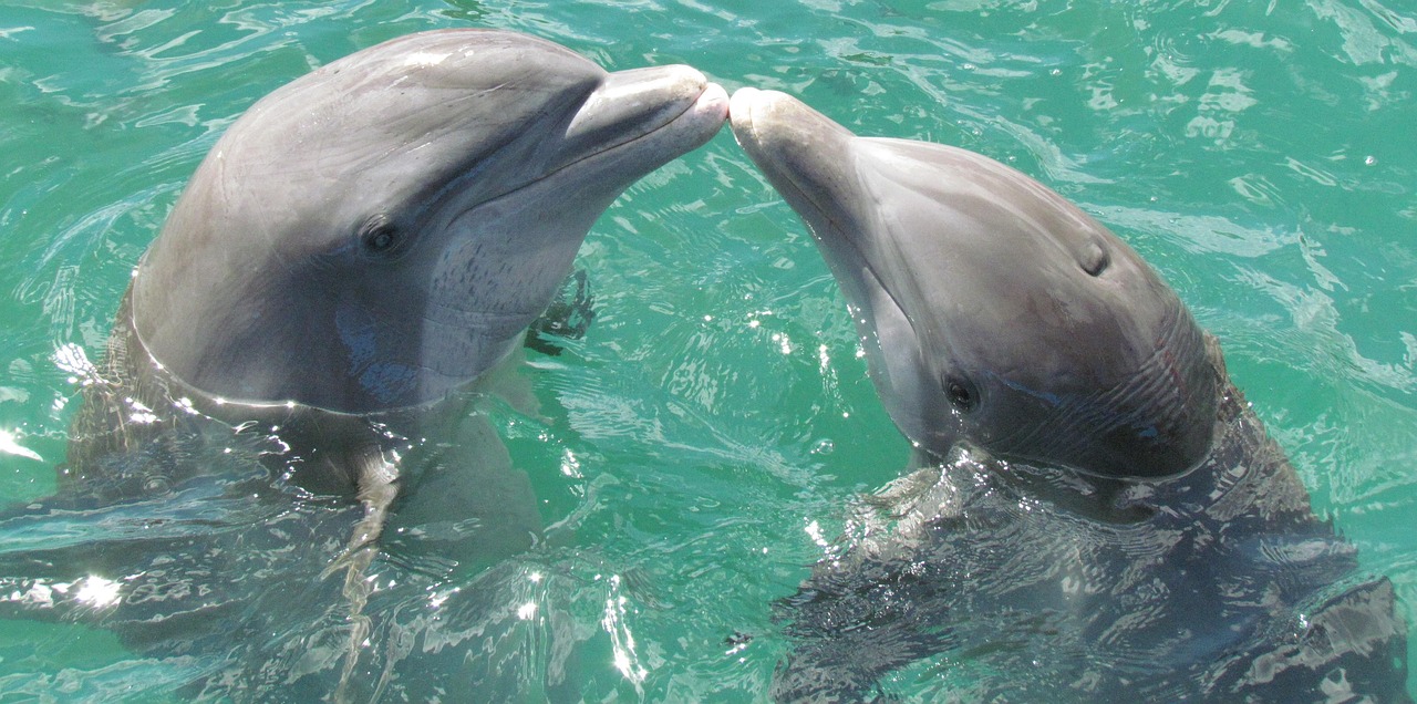 800 Free Dolphin Nature Photos Pixabay 800 Free Dolphin Nature Photos Pixabay