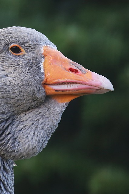 Free Goose Bird photo and picture