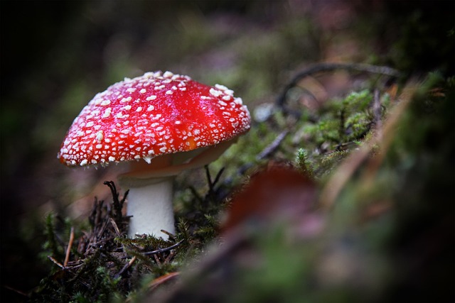 Free Toadstool Forest photo and picture