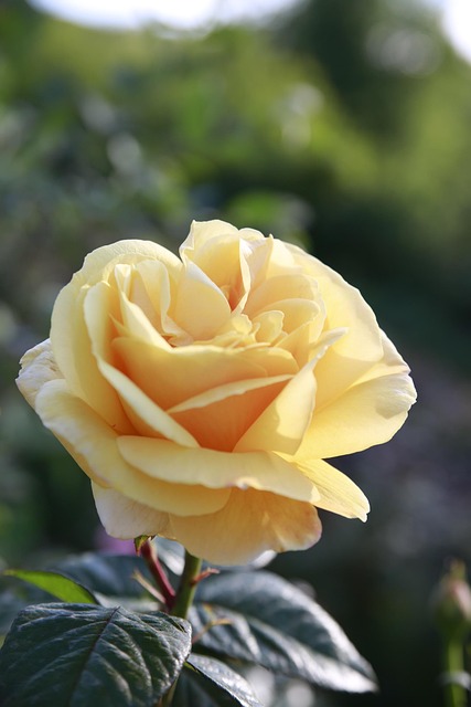 Free Flower Pink photo and picture