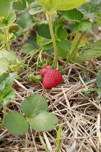 Free Nature Plant photo and picture