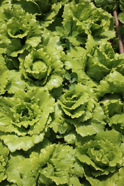 Free Nature Vegetable Garden photo and picture