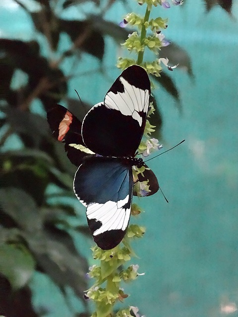 Sommerfugl, Sort, Hvid, Natur