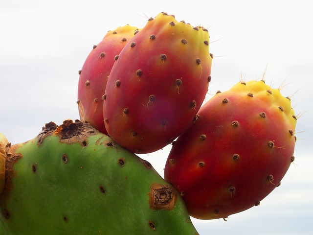Free Cactus Play Of Colors photo and picture