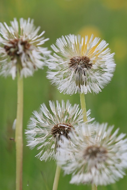 Free Dandelion Umbrella photo and picture