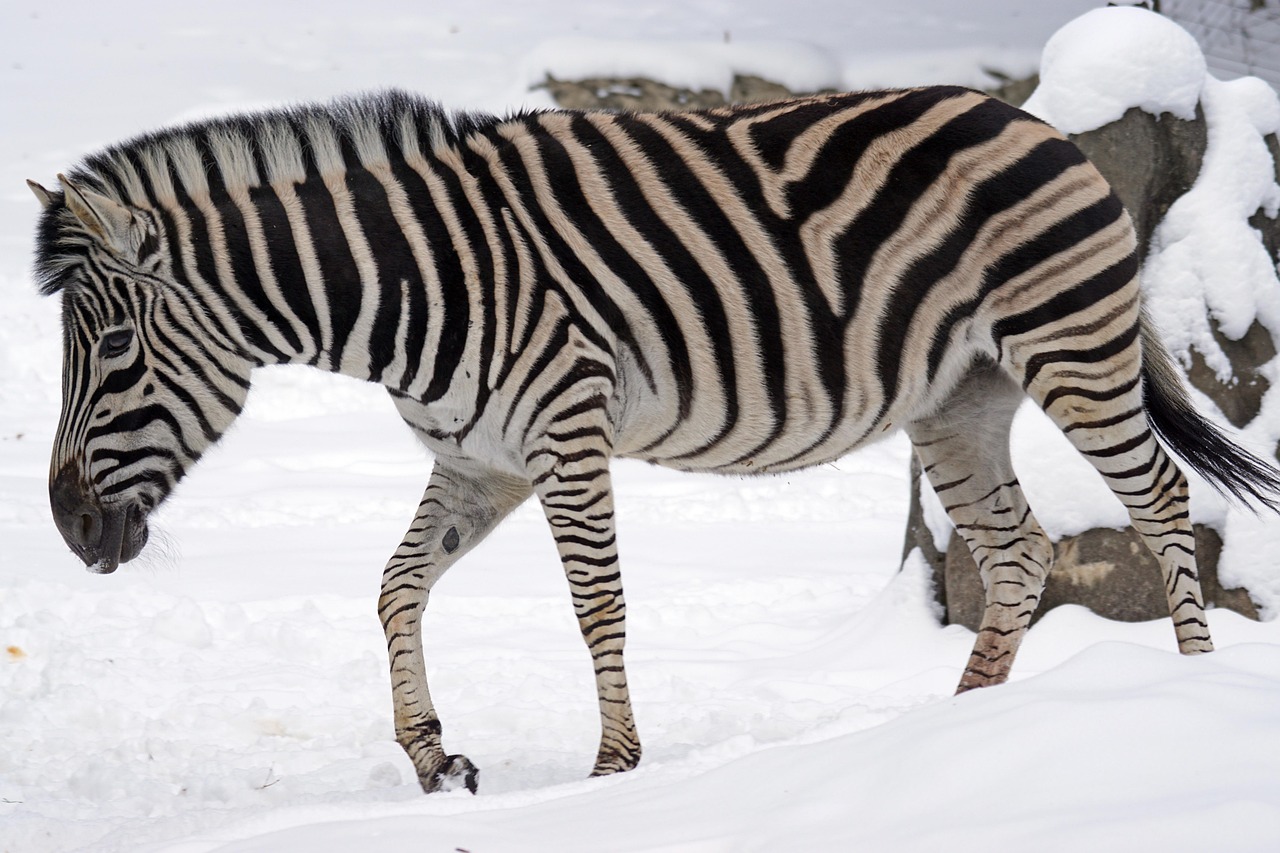 Zèbre Chapman Steppe Zebra Aux - Photo gratuite sur Pixabay