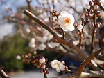 spring, samusakura, sprout