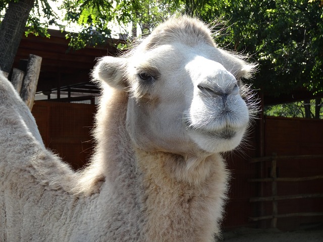 Kamel, Zoo, Hoved