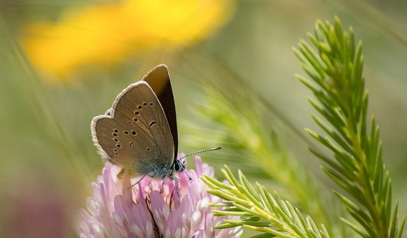 Free Butterfly Kleiner photo and picture